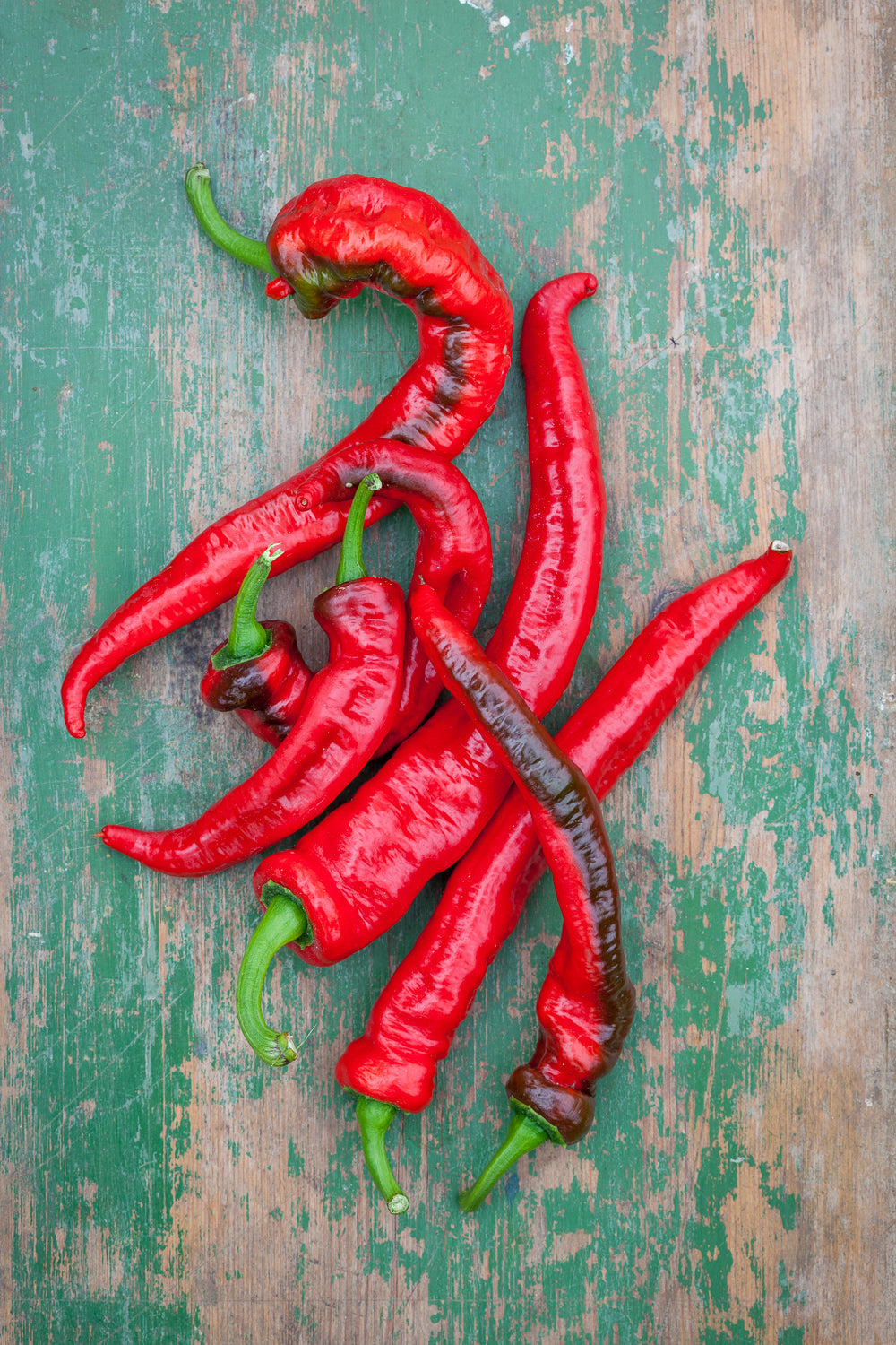 How to plant, grow & care for chillies