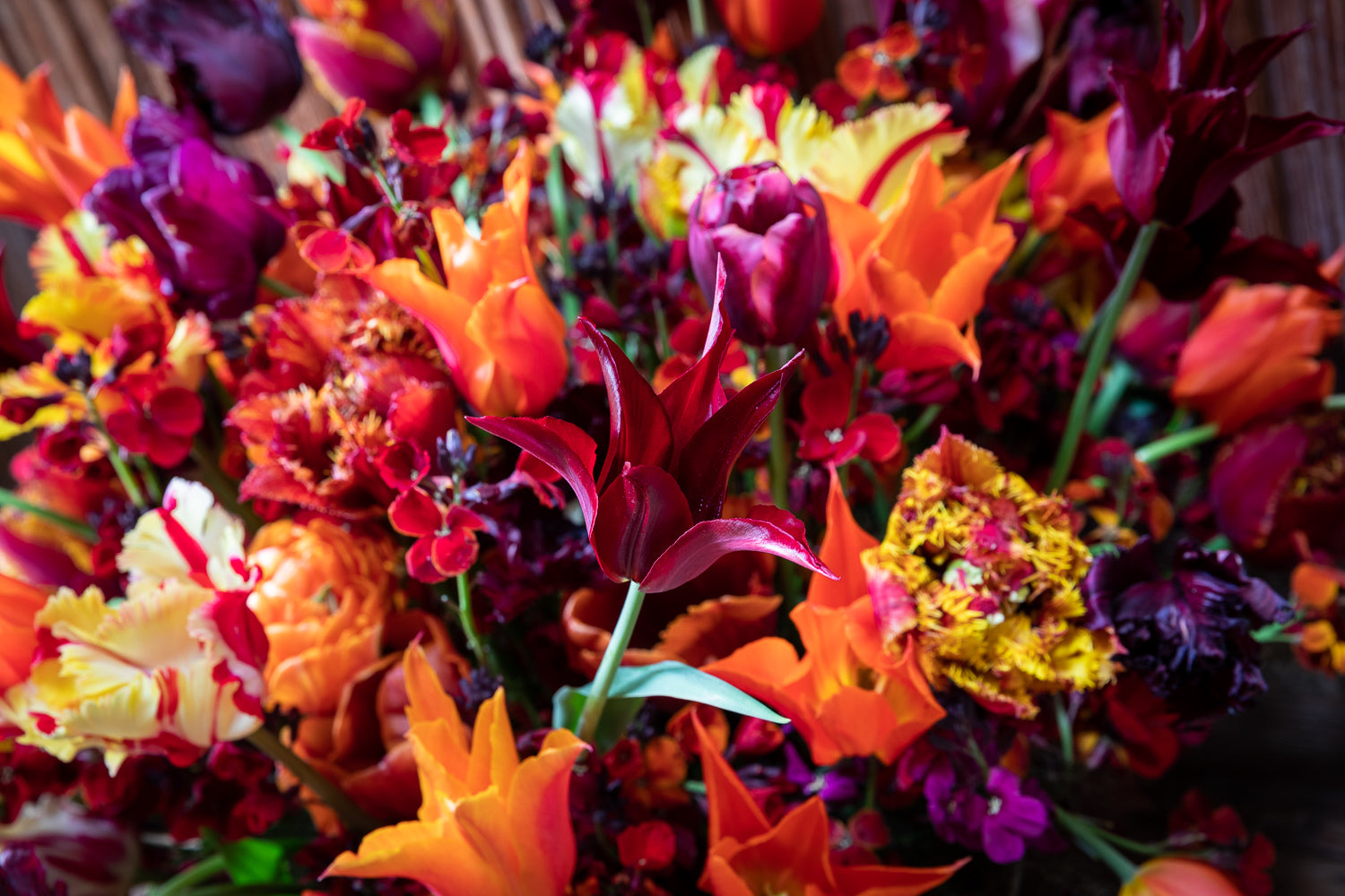 The history of the tulip