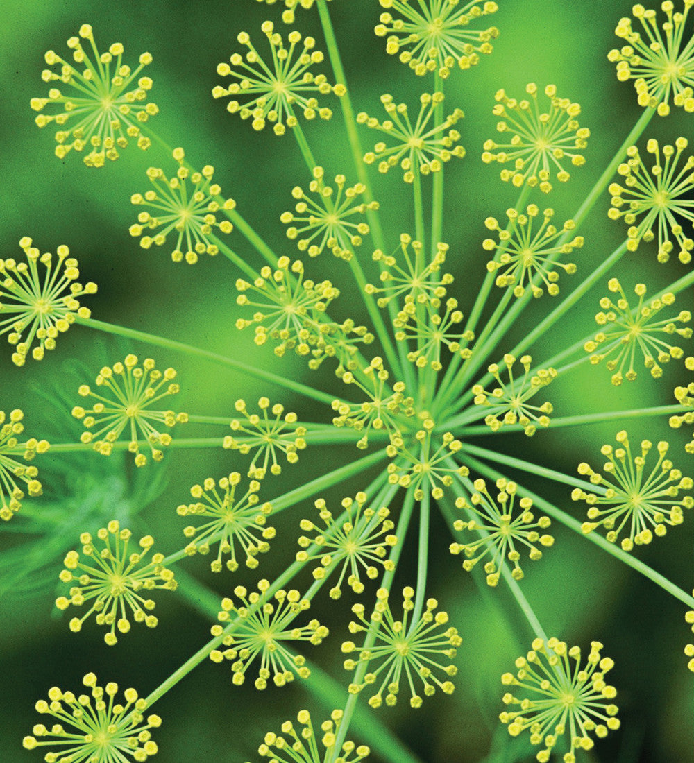 Dill (Anethum graveolens)