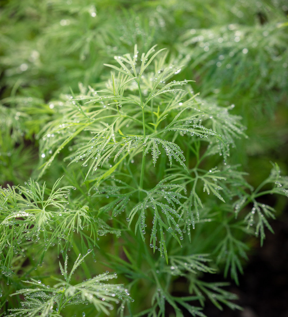 Dill (Anethum graveolens)