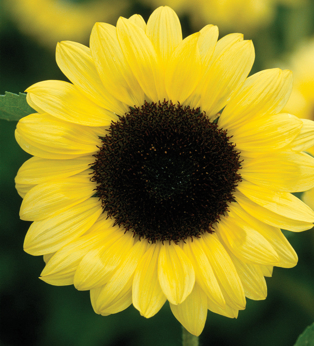 Helianthus annuus 'Valentine' (Sunflower)
