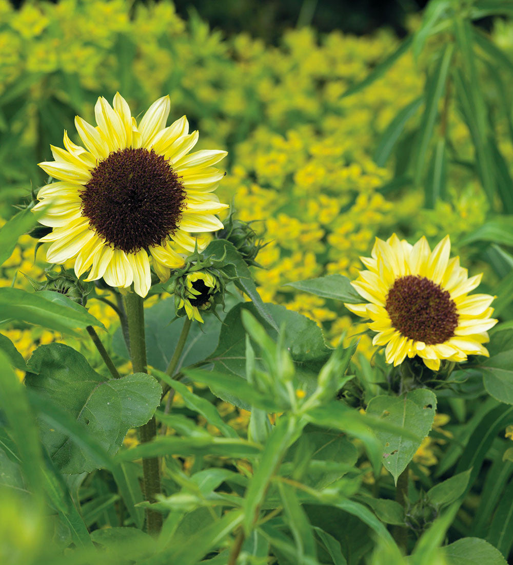 Helianthus annuus 'Valentine' (Sunflower)
