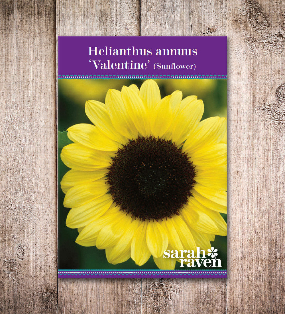 Helianthus annuus 'Valentine' (Sunflower)