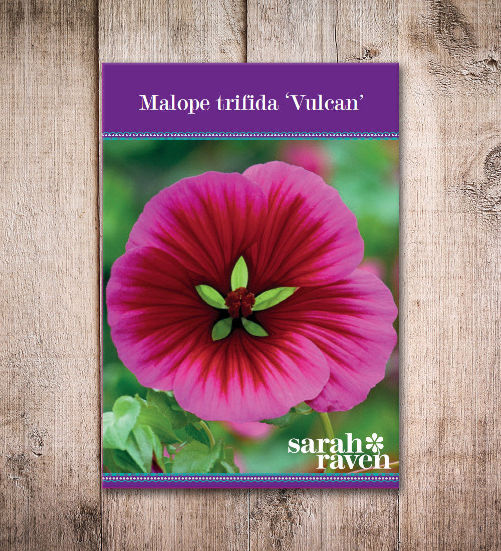 Malope trifida 'Vulcan'