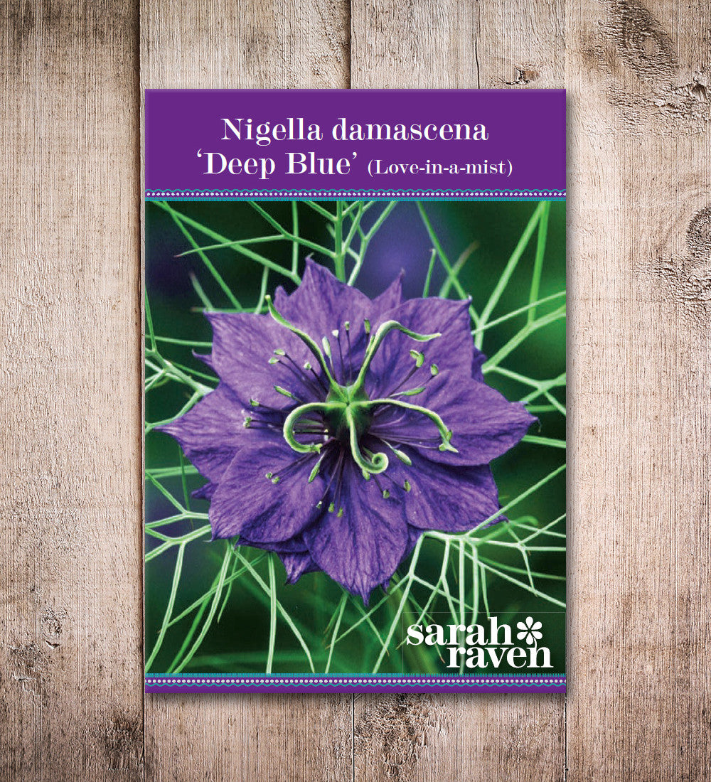Nigella damascena 'Deep Blue'