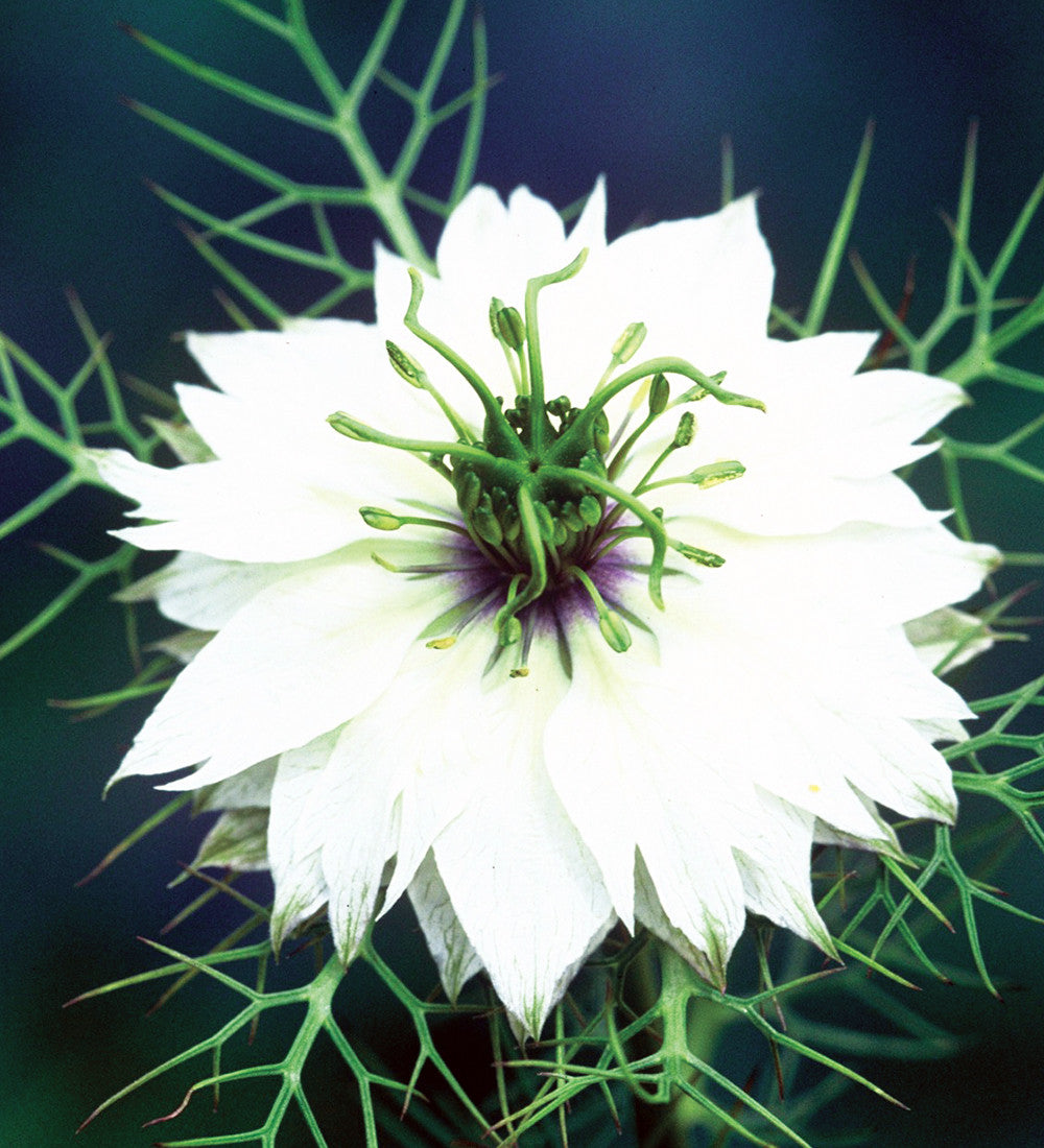 Nigella damascena 'Miss Jekyll Alba'