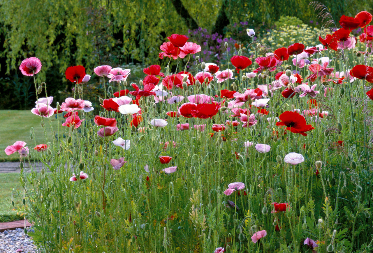 Papaver rhoeas 'Mother of Pearl'