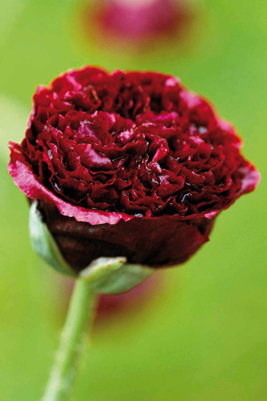 Papaver somniferum 'Black Beauty'