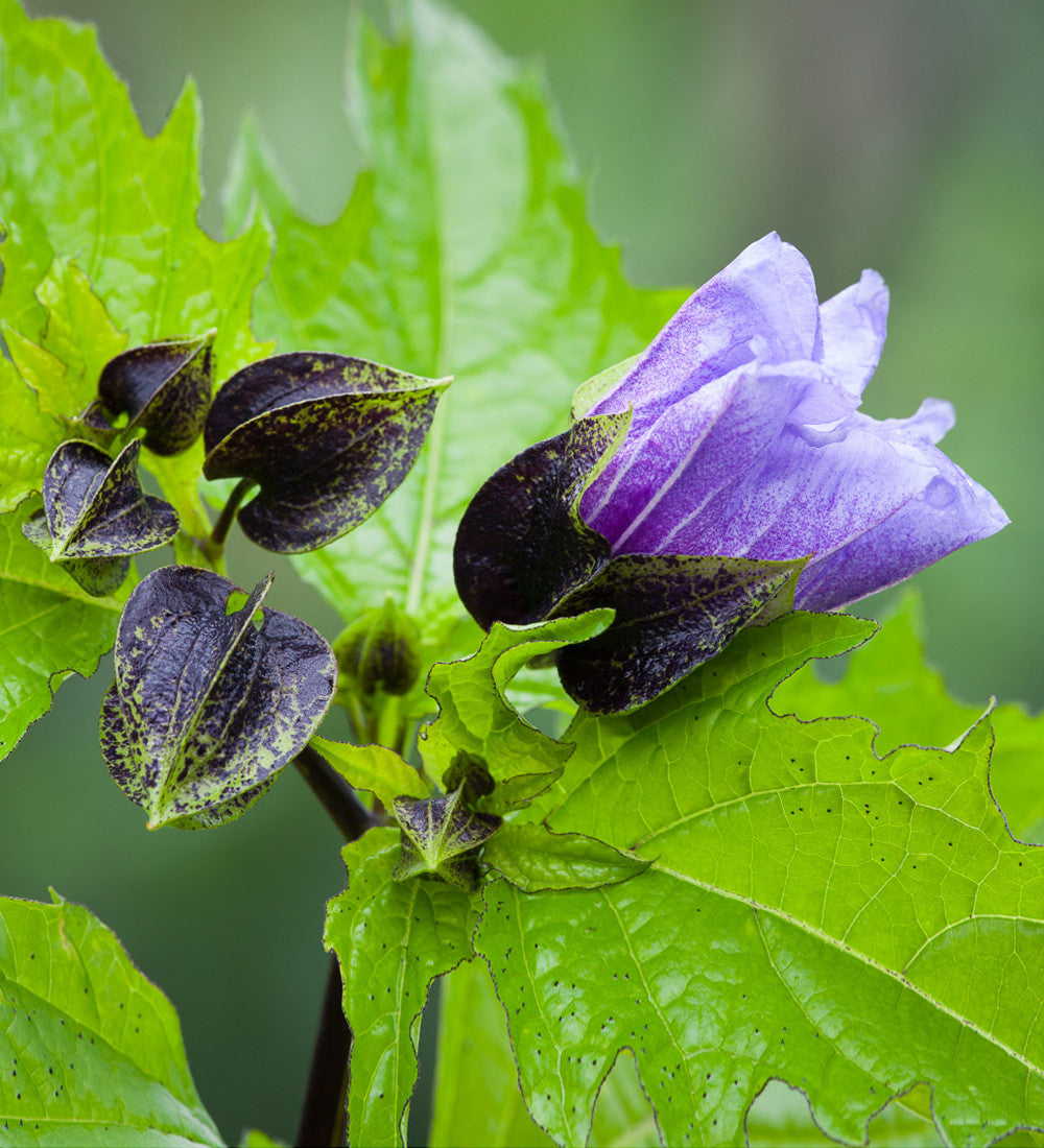 Nicandra physalodes