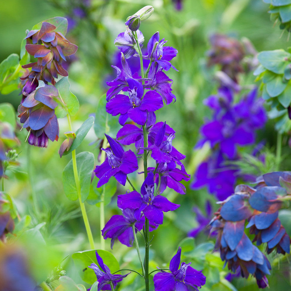 Consolida ajacis 'Dark Blue'
