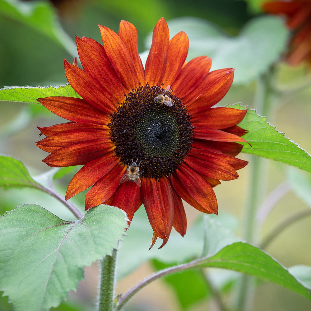 Helianthus annuus 'Claret' F1  (Sunflower)