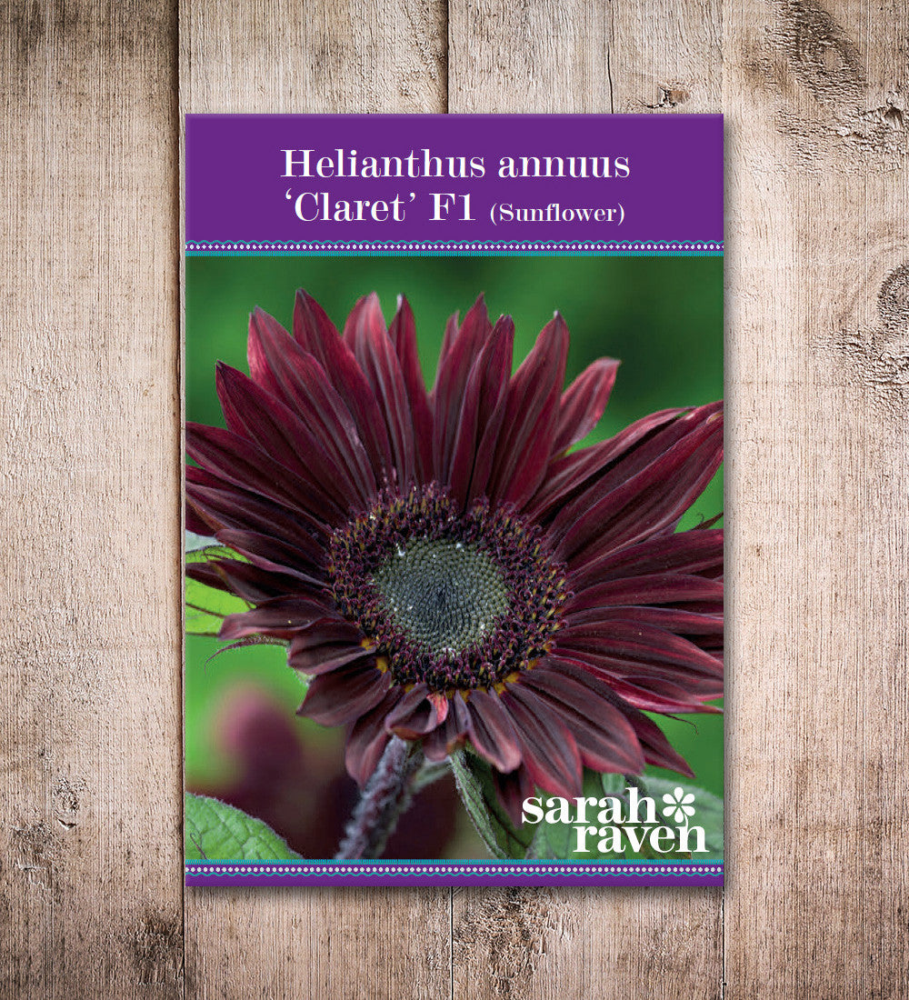 Helianthus annuus 'Claret' F1  (Sunflower)