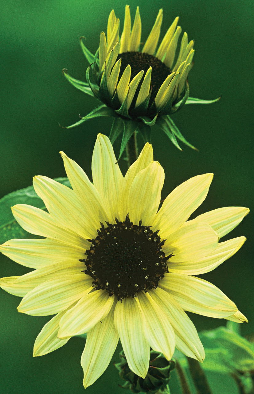Sunflower Seed Collection