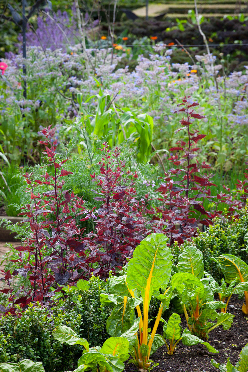 Atriplex hortensis var. rubra
