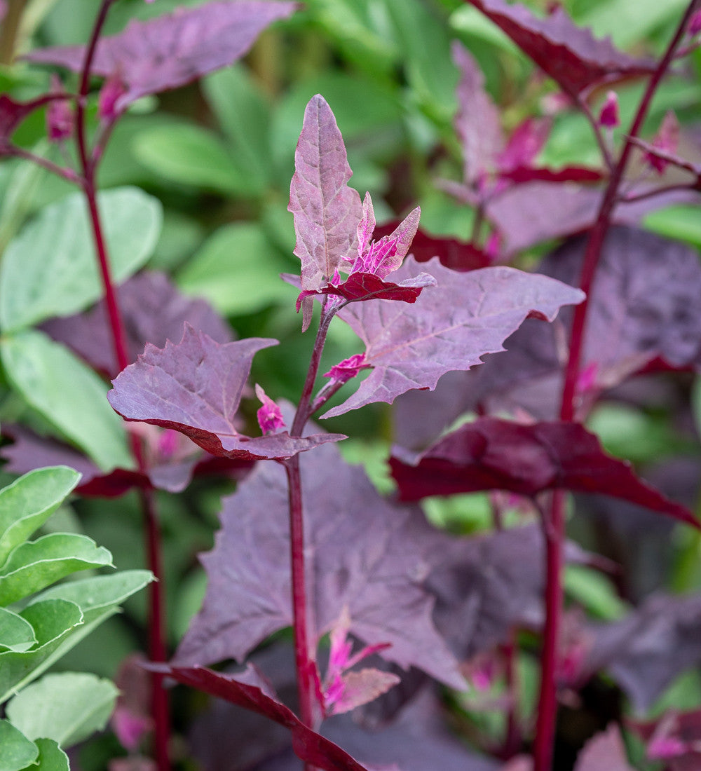 Atriplex hortensis var. rubra