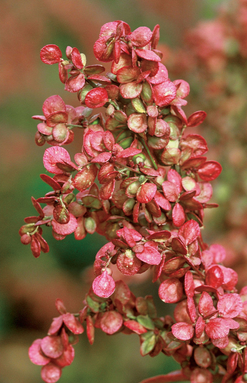 Atriplex hortensis var. rubra