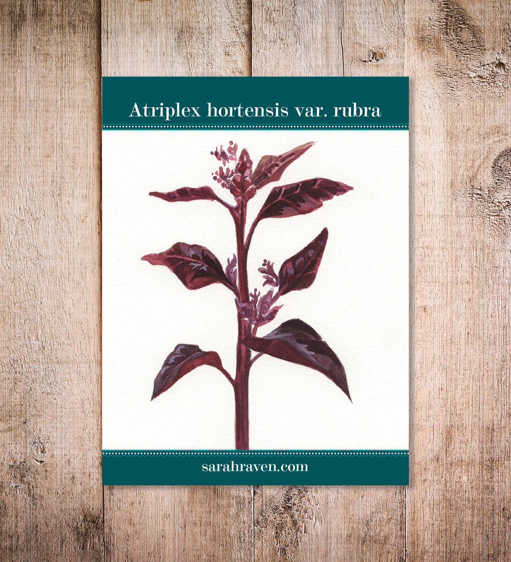 Atriplex hortensis var. rubra