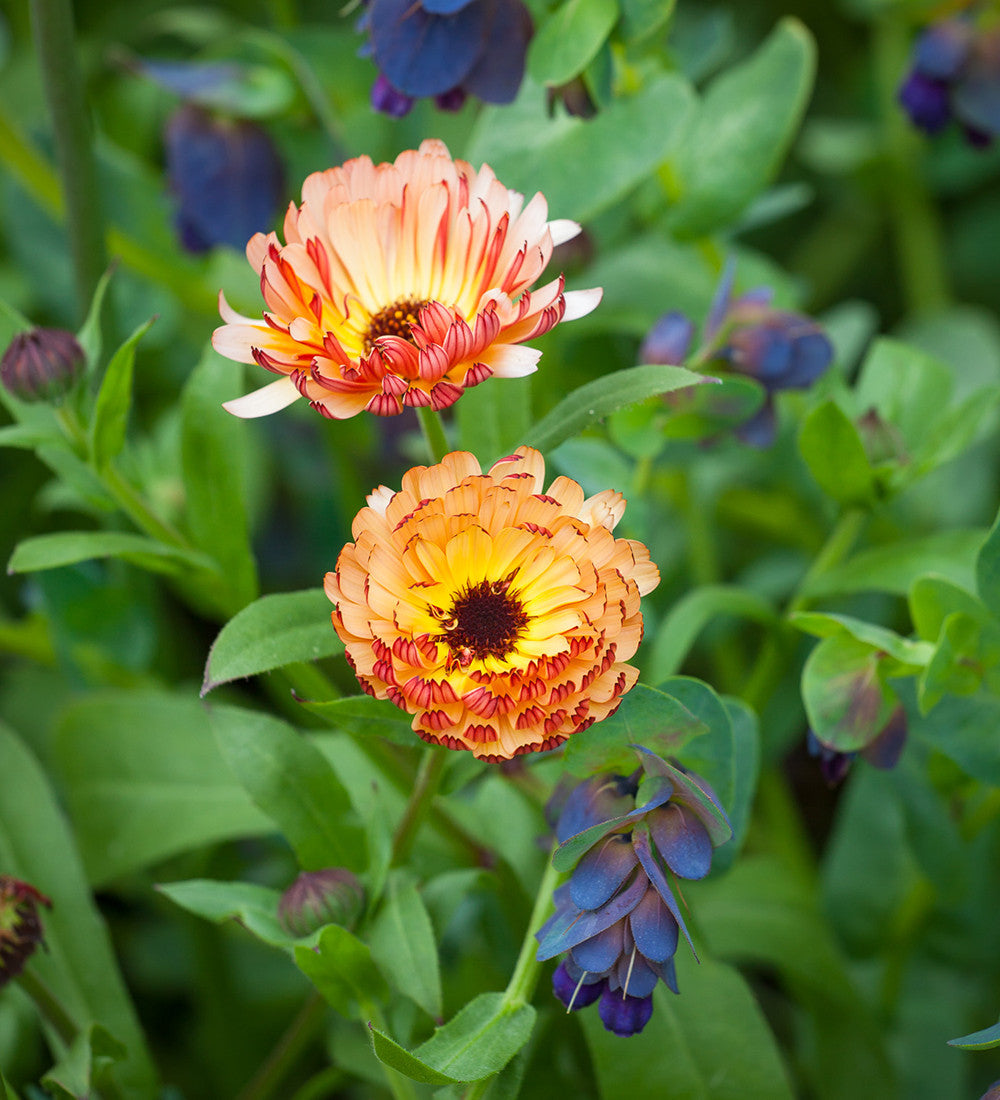 Calendula officinalis 'Sunset Buff'