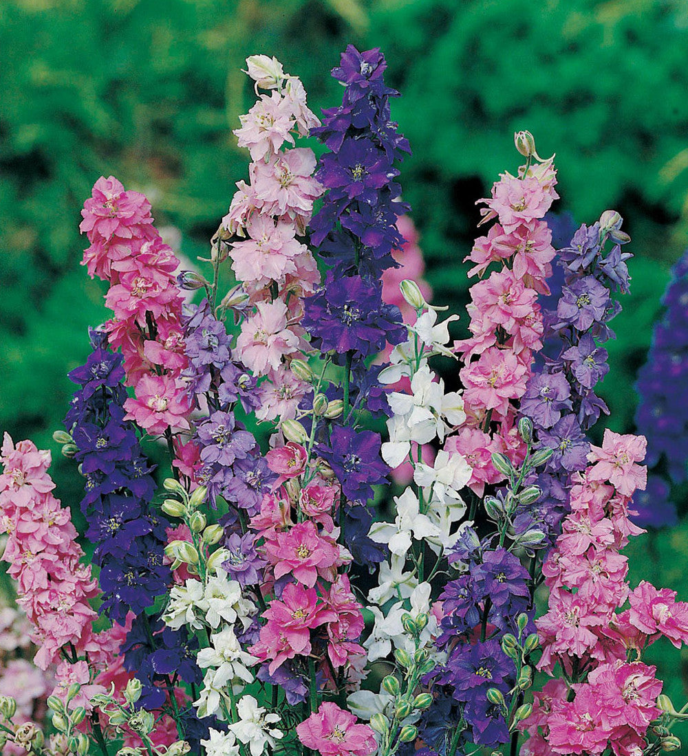 Consolida ambigua 'Giant Imperial Mixed'