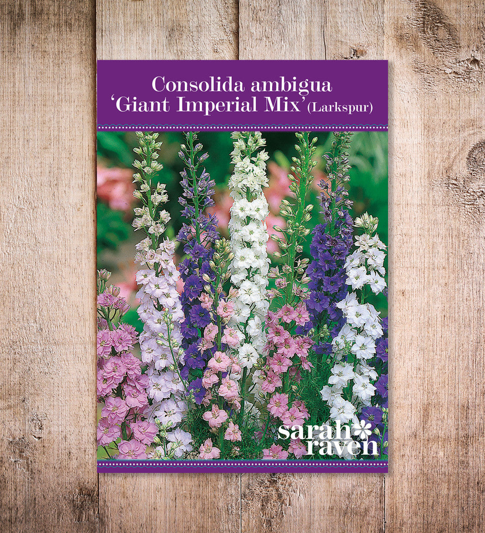 Consolida ambigua 'Giant Imperial Mixed'