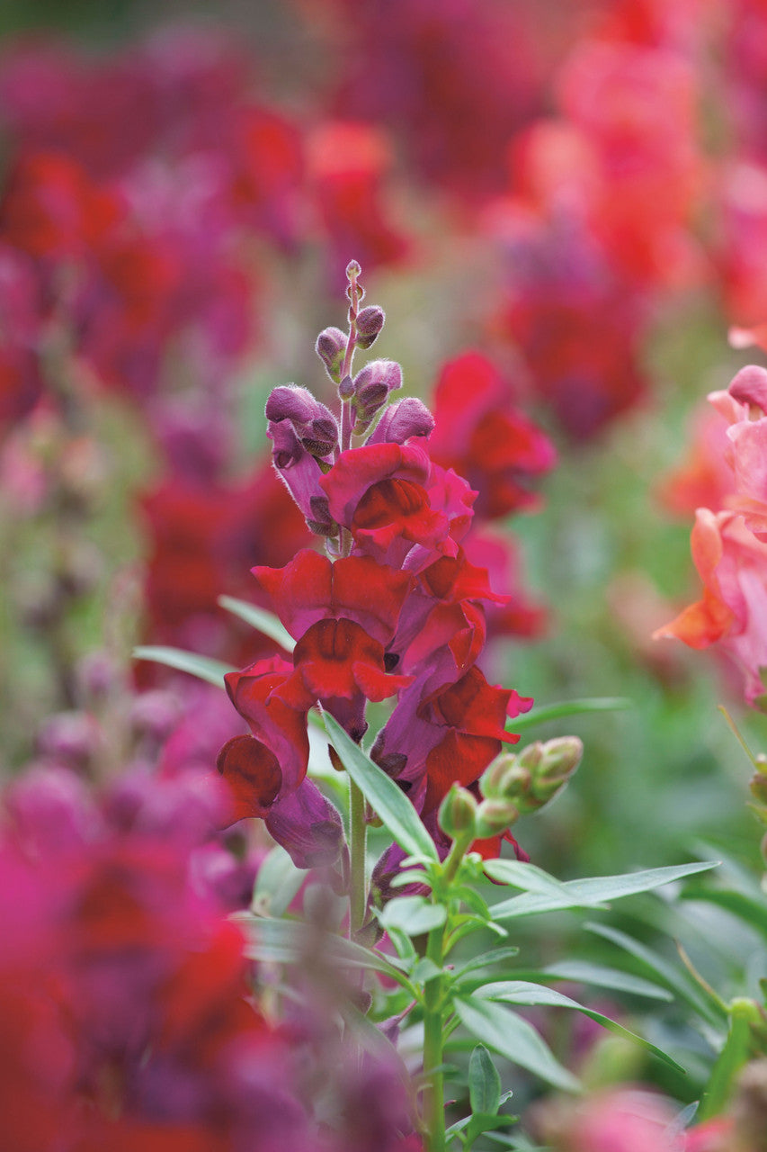 Antirrhinum majus 'Liberty Classic Crimson' F1