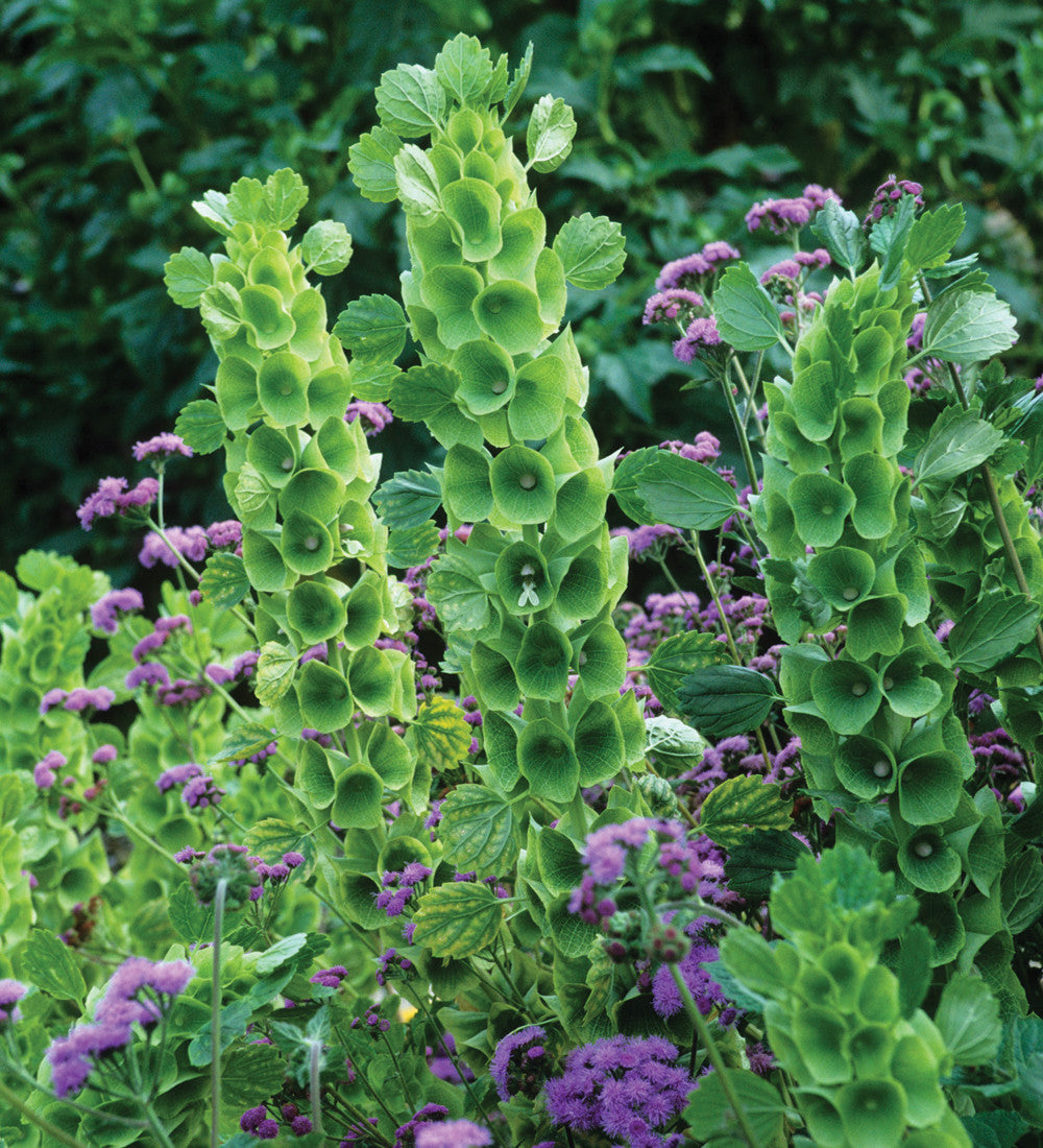 Moluccella laevis (Bells of Ireland)
