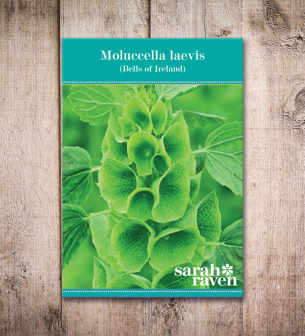 Moluccella laevis (Bells of Ireland)
