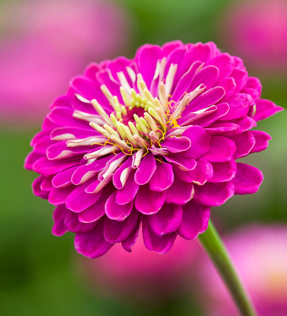 Zinnia elegans 'Benary's Giant Purple Prince'