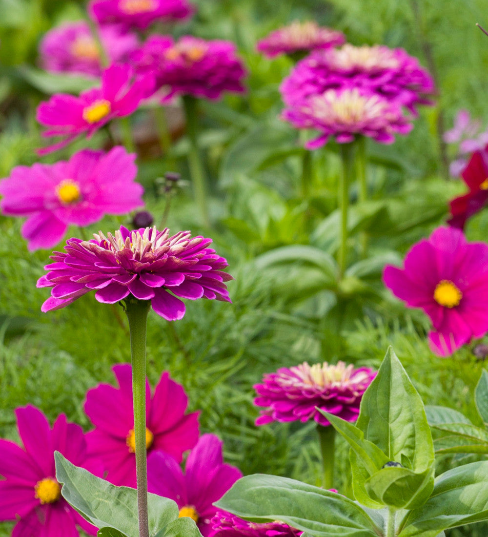 Zinnia elegans 'Benary's Giant Purple Prince'