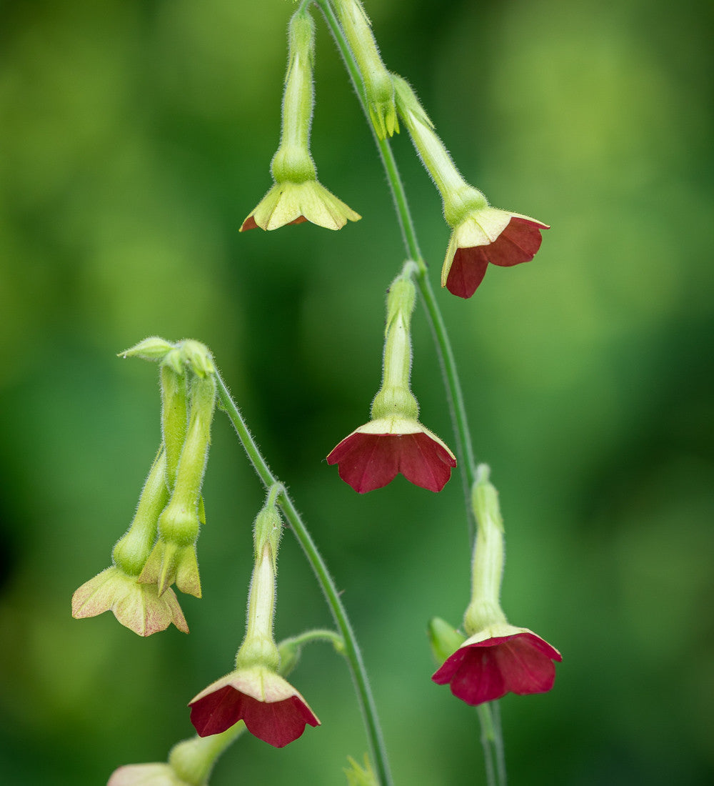 Nicotiana 'Tinkerbell' F1