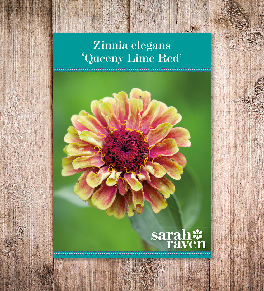 Zinnia elegans 'Queeny Lime Red'