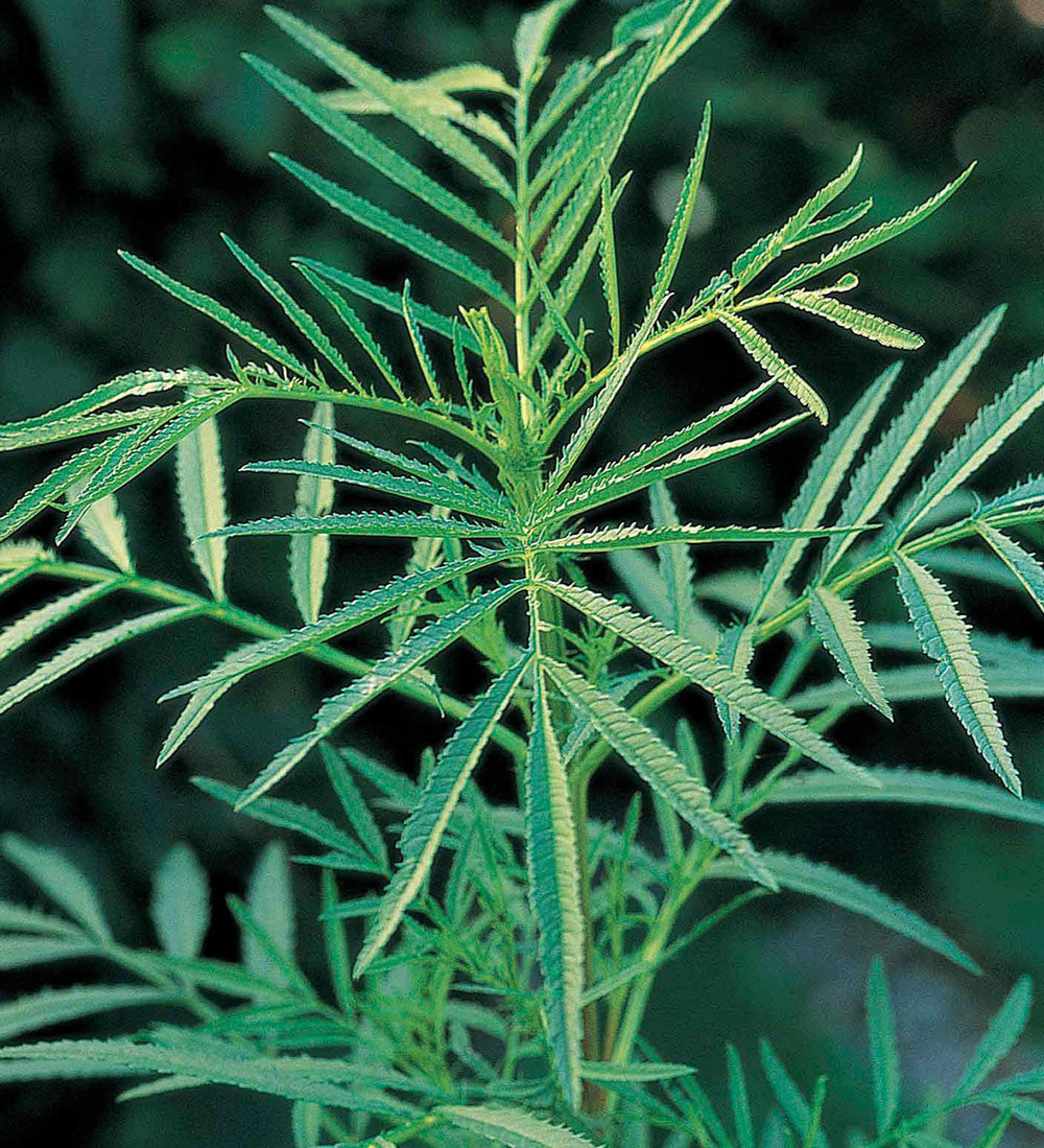 Tagetes minuta