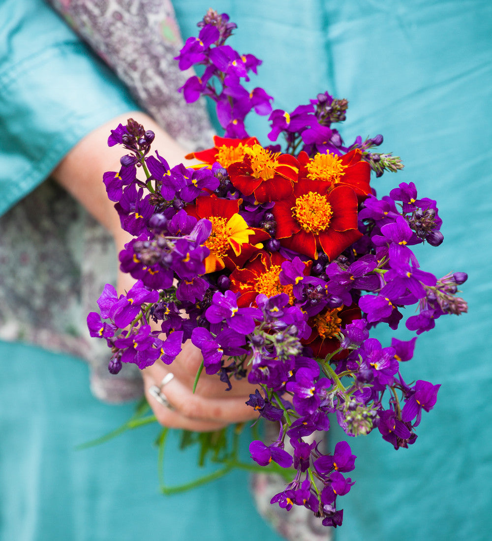 Tagetes patula 'Linnaeus Burning Embers'