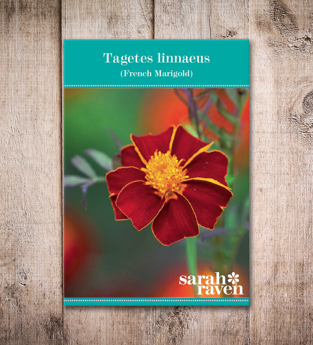 Tagetes patula 'Linnaeus Burning Embers'