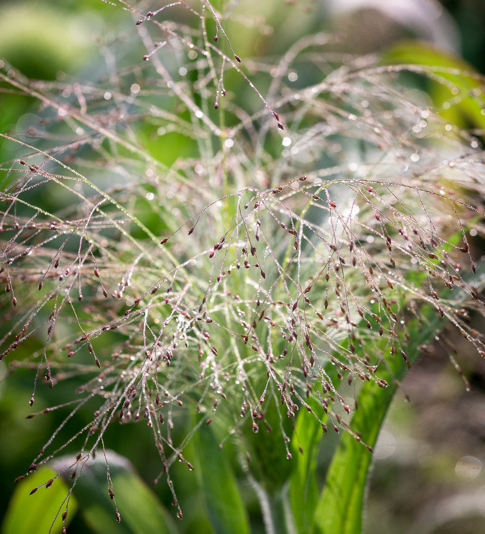 Panicum capillare 'Sparkling Fountain'