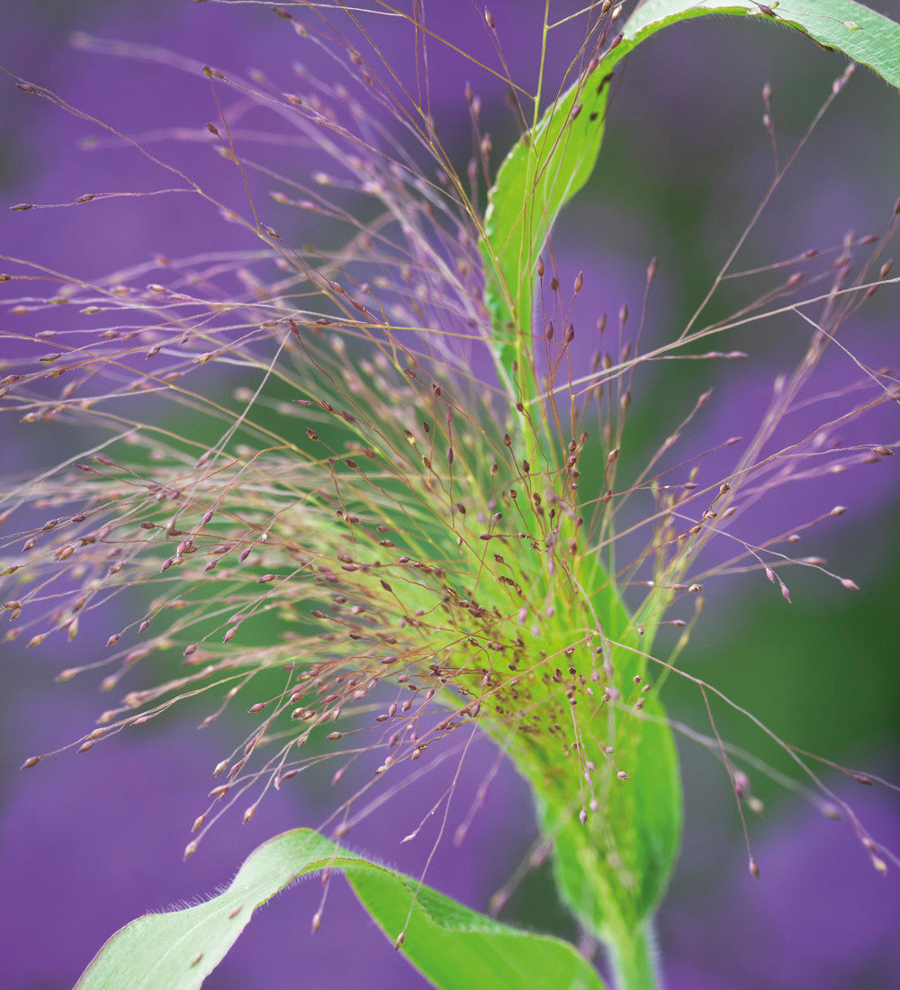 Panicum capillare 'Sparkling Fountain'