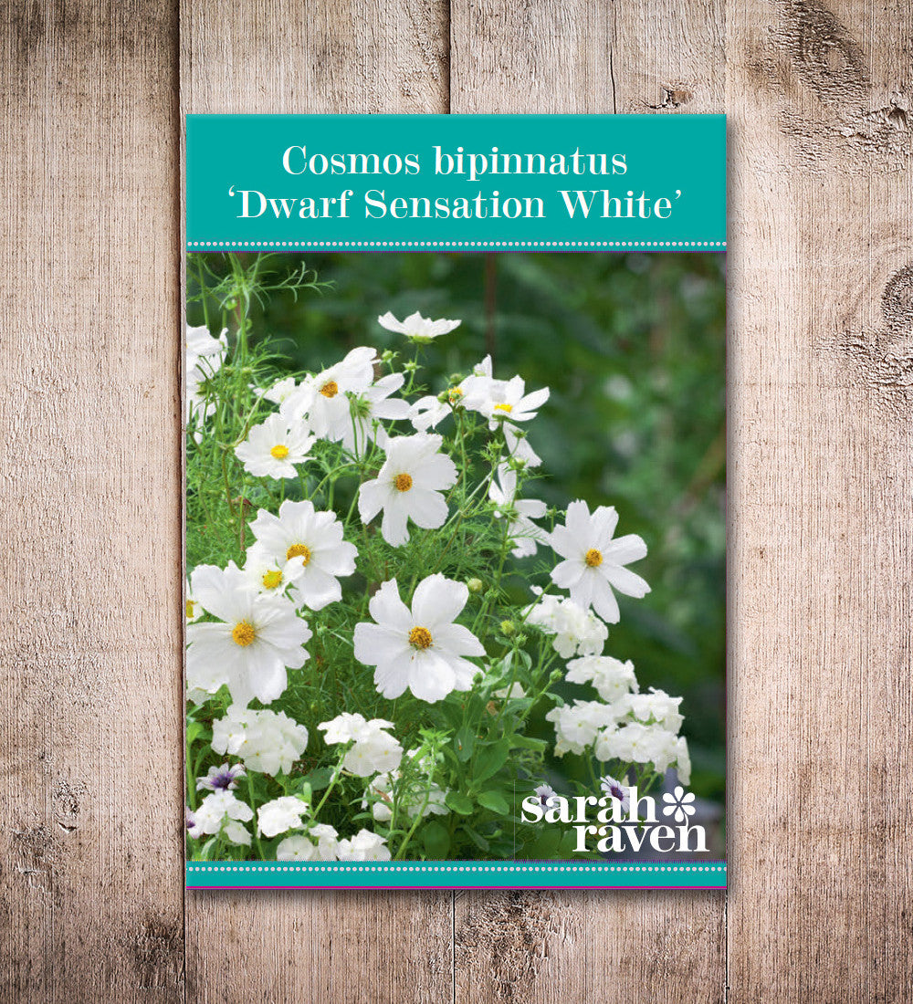 Cosmos bipinnatus 'Dwarf Sensation White'