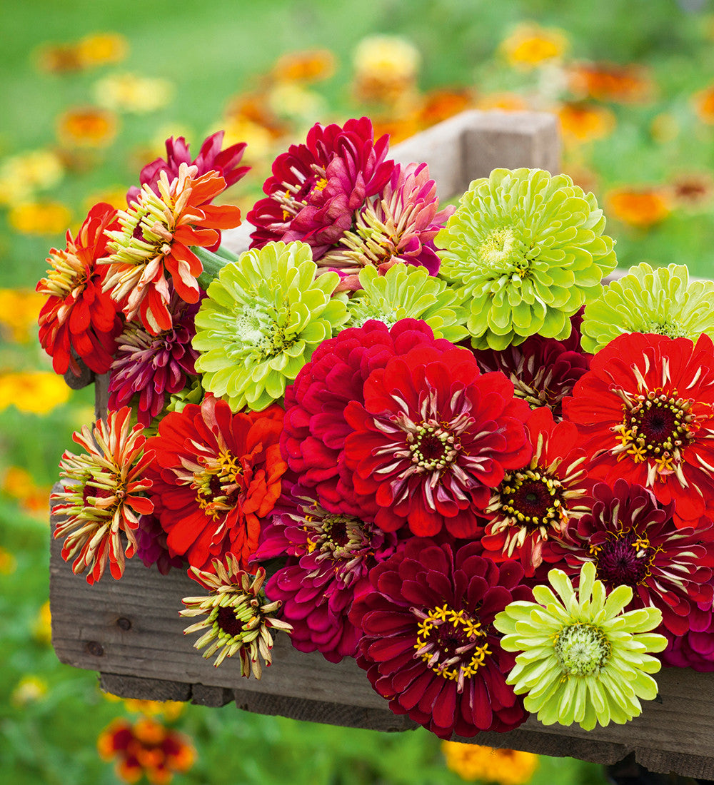 Genoa Zinnia Mix