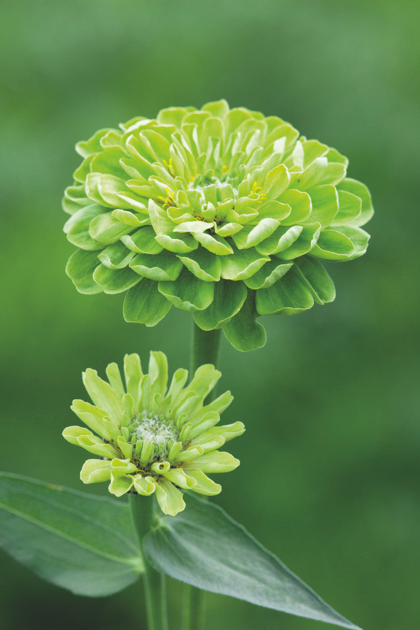 Genoa Zinnia Mix