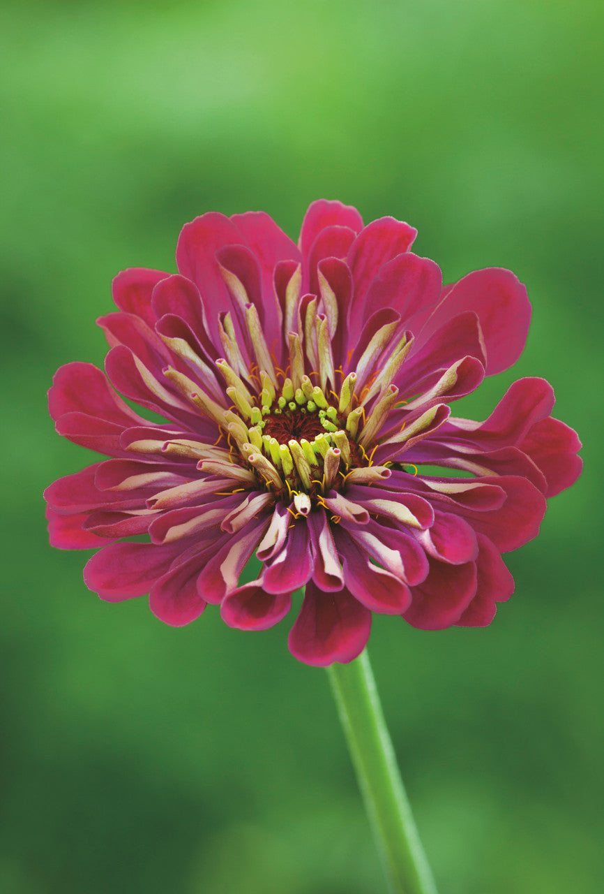 Genoa Zinnia Mix