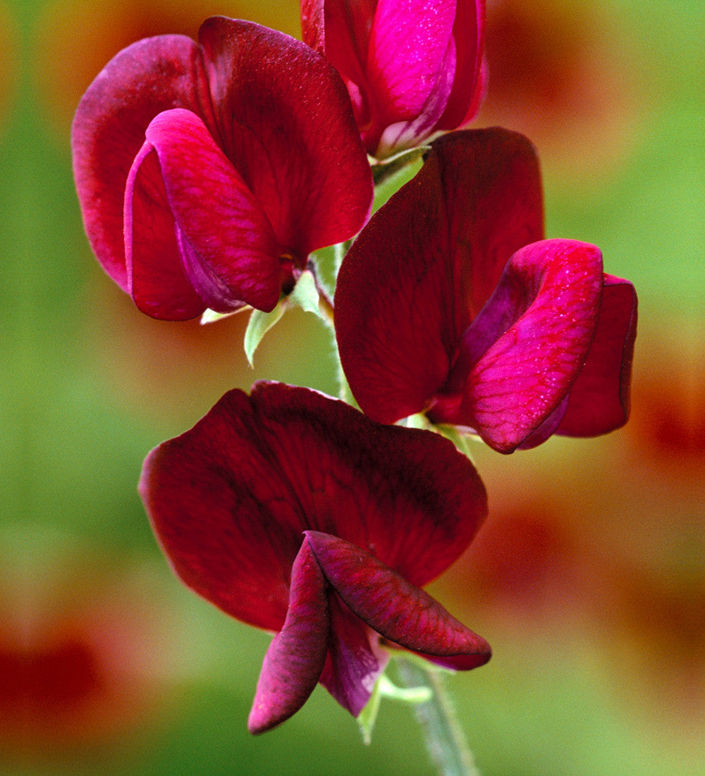 Sweet Pea 'Black Knight'