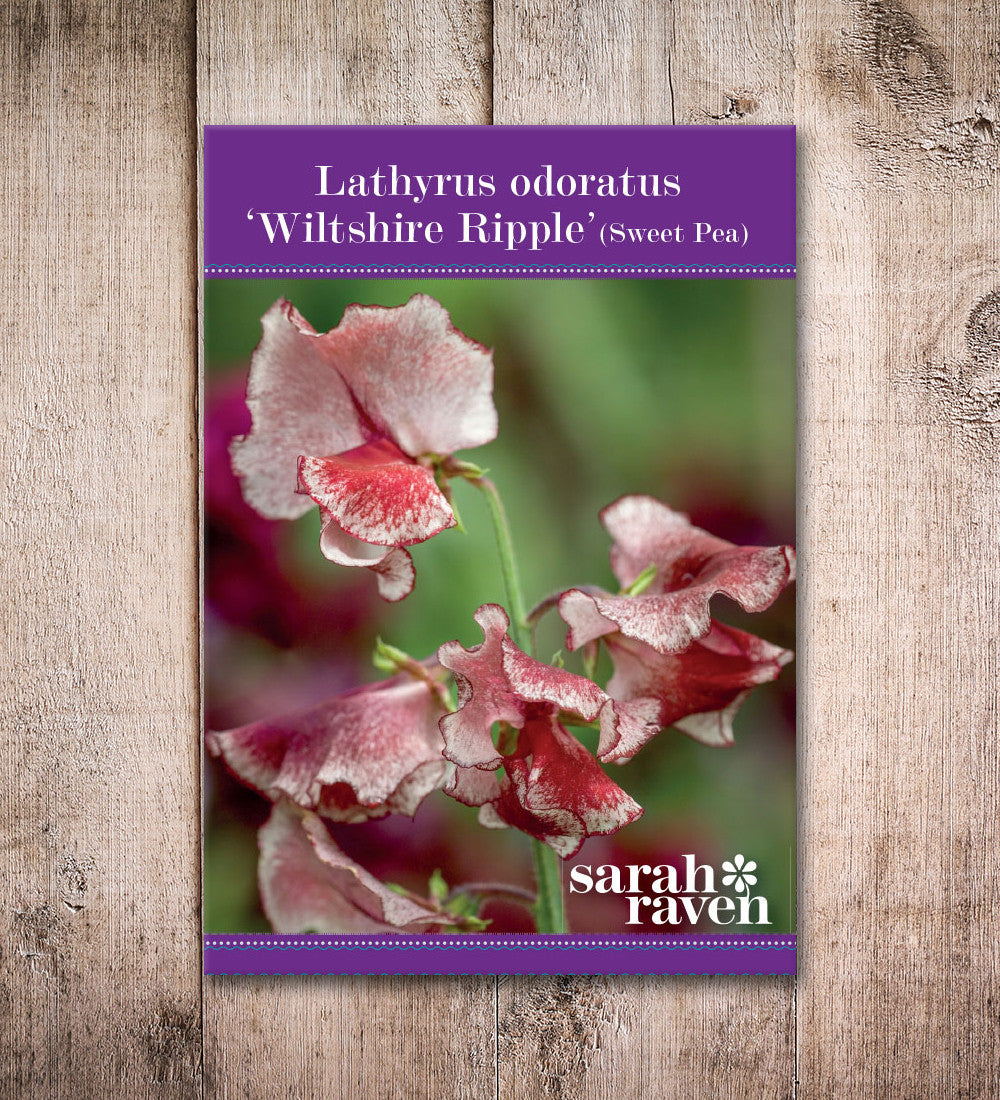 Sweet Pea 'Wiltshire Ripple'