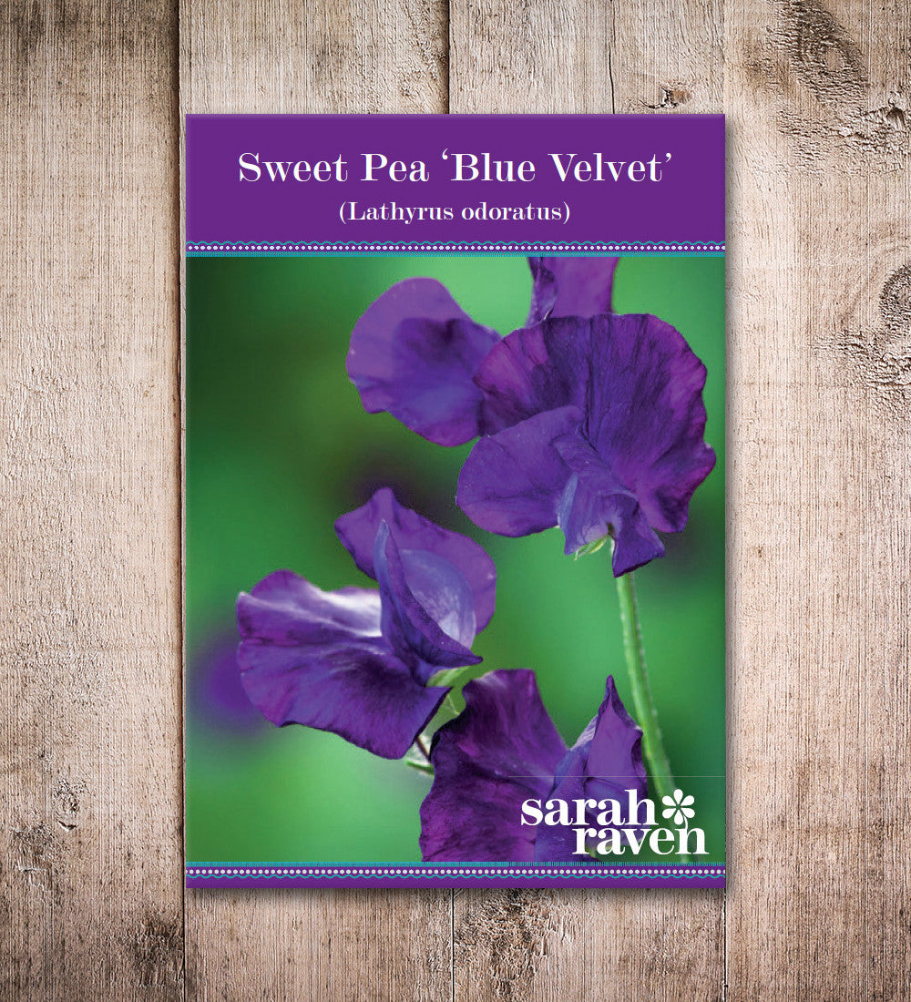 Sweet Pea 'Blue Velvet'