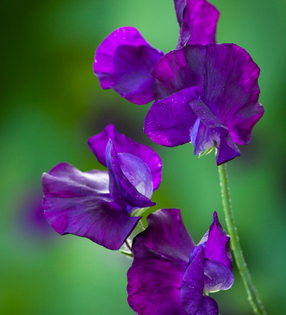 Buckets of Sweet Peas Collection