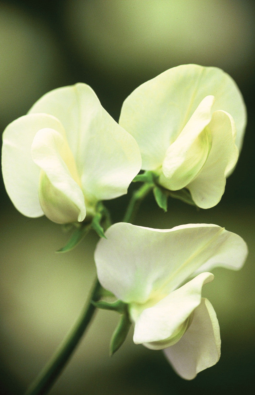 Clouds of Scent Sweet Pea Collection