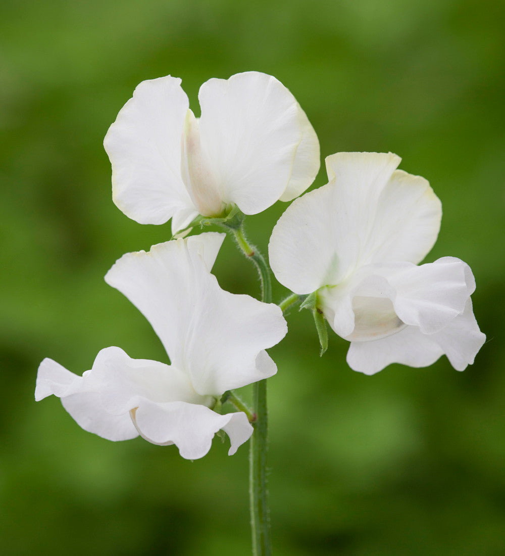 Clouds of Scent Sweet Pea Collection
