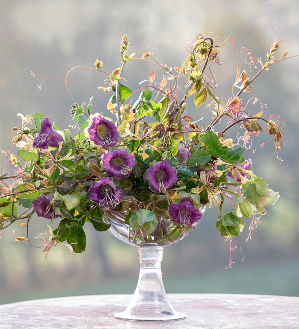 Cobaea scandens