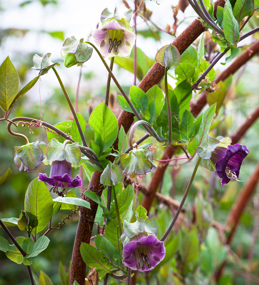Cobaea scandens