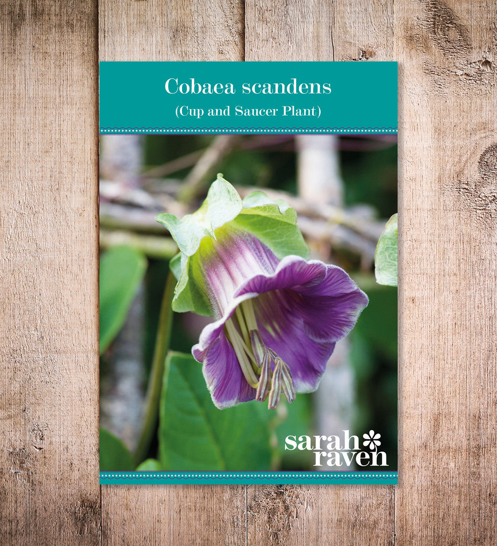 Cobaea scandens
