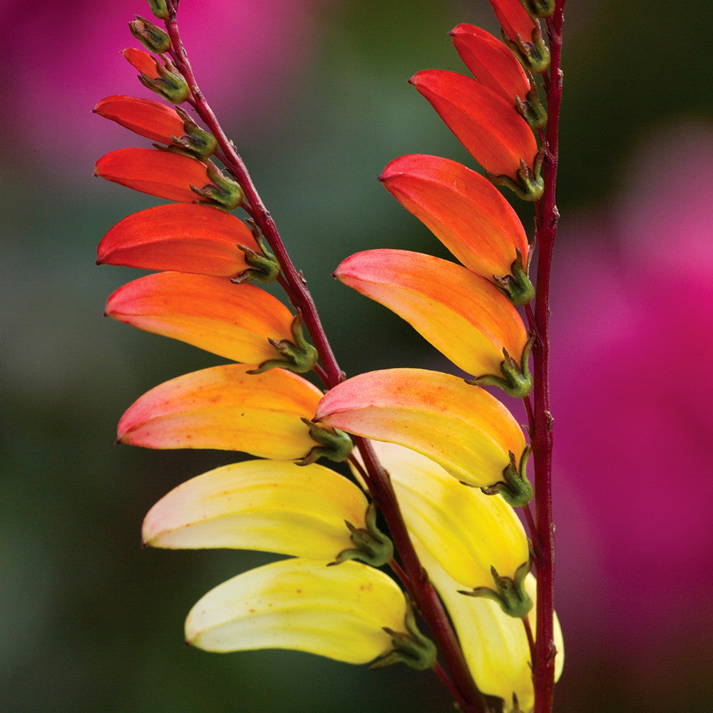 Ipomoea lobata